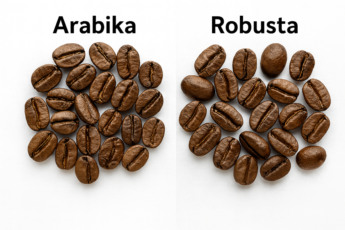 Arabika ir Robusta: kavos pupelių skirtumai vaizdžiai – forma, spalva ir tekstūra